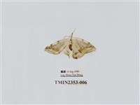 藏品(臺灣波紋帶鉤蛾)的圖片